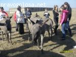 Отзыв на Биосферный заповедник "Аскания-Нова" им. Ф.Э. Фальц-Фейна