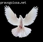 Miracle Group (Лозовая) отзывы