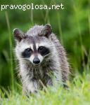 Сайт знакомств «ТЕАМО.РУ» отзывы