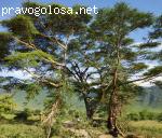 Сафари-Занзибари - организация сафари в Африке отзывы