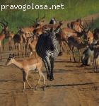 Сафари-Занзибари - организация сафари в Африке отзывы