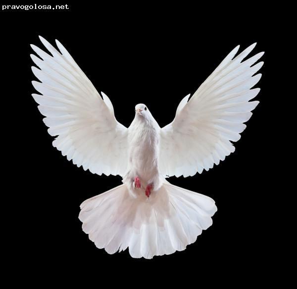 Отзыв на Miracle Group (Лозовая)