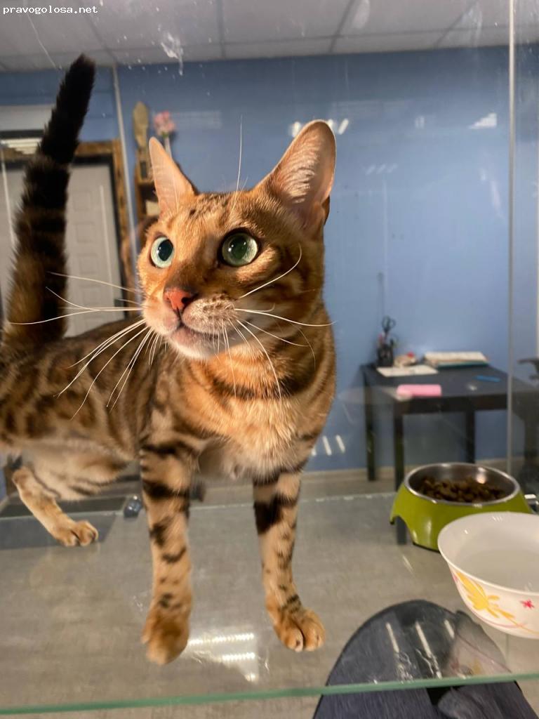 Отзыв на Зооняня