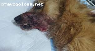 Отзыв на Dogcat batumi