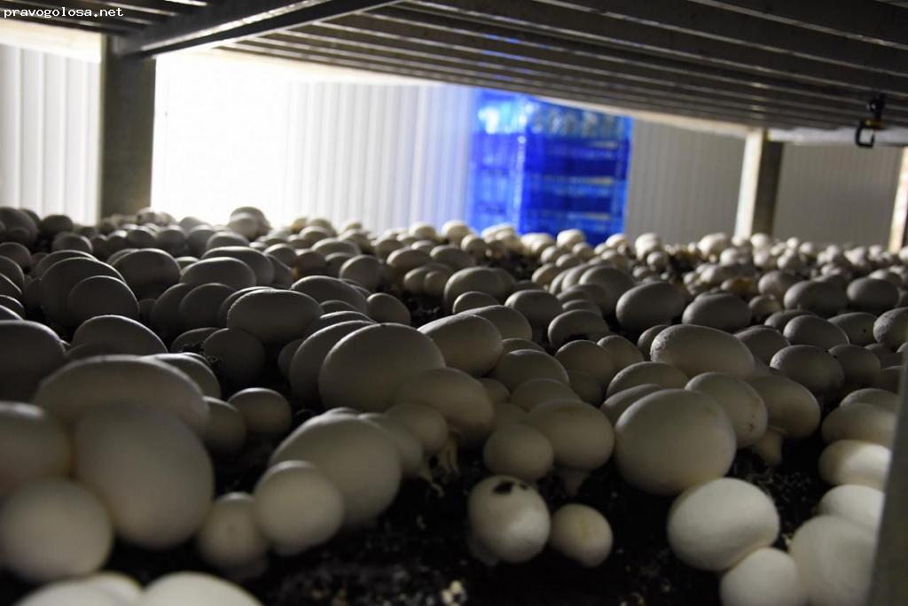 Отзыв на Грибная Радуга