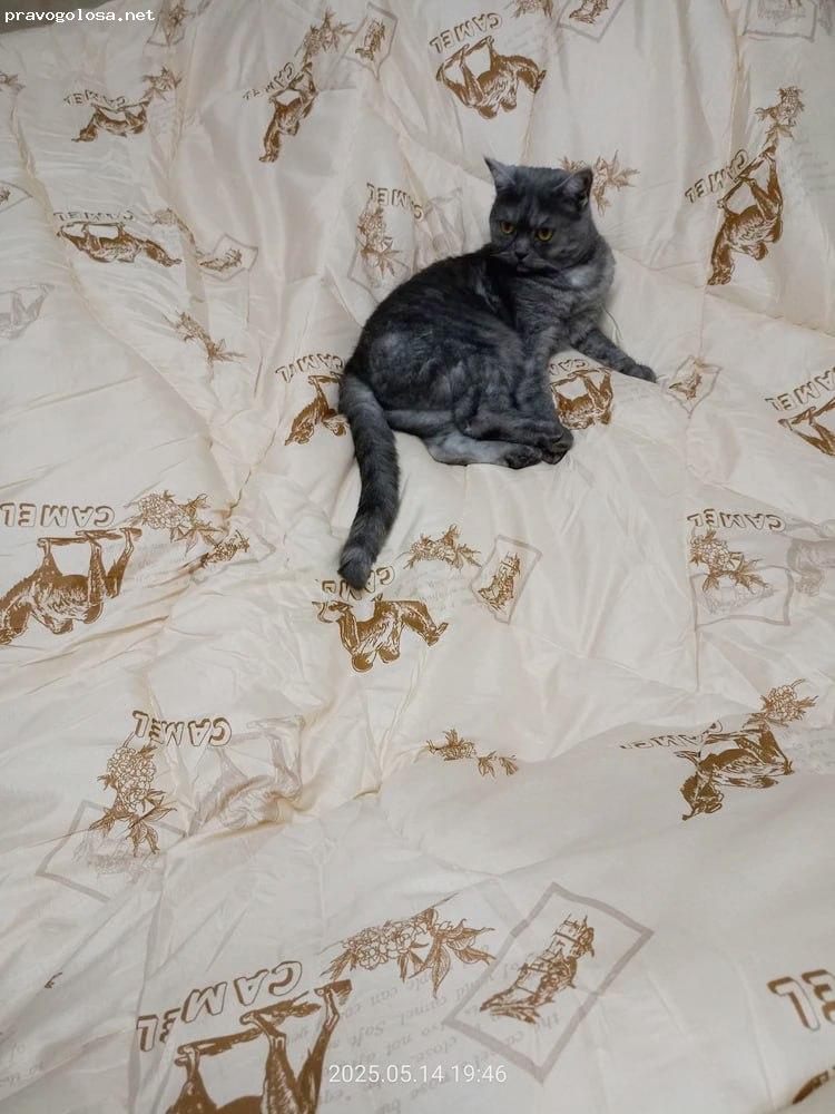 Отзыв на NeSaDen