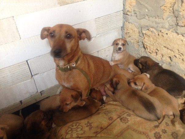 Отзыв на эко-отель «Поляна сказок»