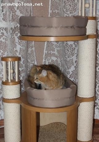 Отзыв на Котоград