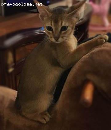 Отзыв на Питомник кошек Нефертити