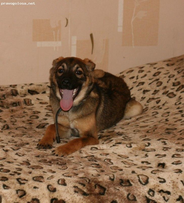 Отзыв на Ольга Сергеевна Игнатова, "Домашняя зоогостиница""