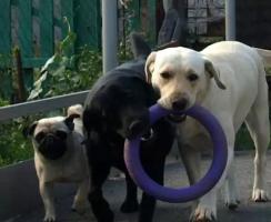 Питомник по разведению собак "OF YORK