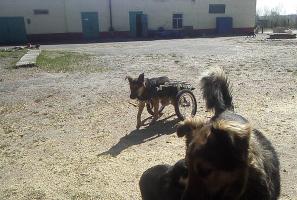 ОЗЖ "Верные друзья"